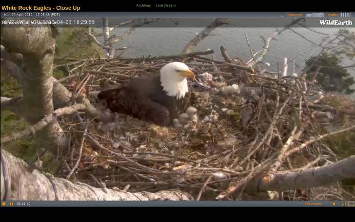 Name:  Eagle w.  wee babies.jpg
Views: 1997
Size:  54.5 KB