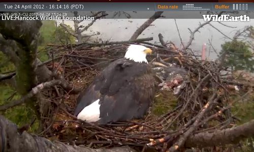 Name:  Eagle umbrella.jpg
Views: 2146
Size:  47.9 KB