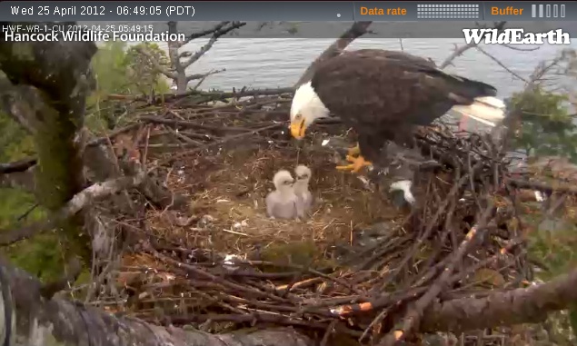 Name:  Eagle april 25th.jpg
Views: 8697
Size:  105.1 KB