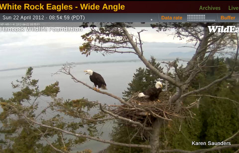 Name:  Eagles at Nest Wide view.jpg
Views: 1712
Size:  57.5 KB