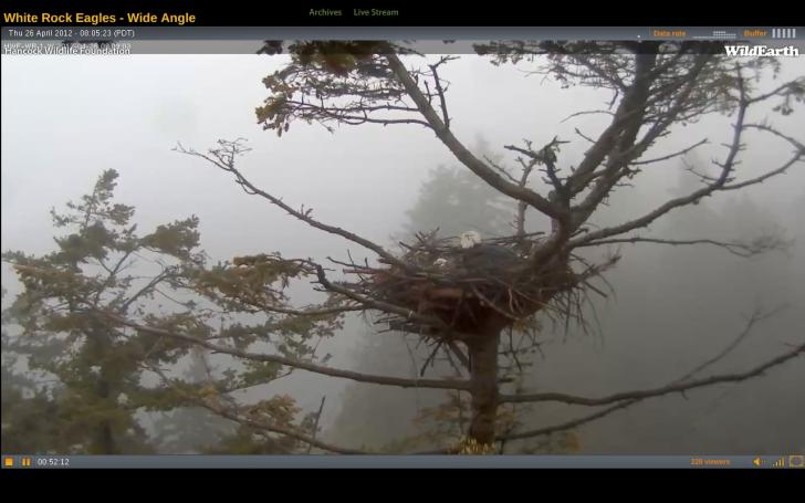 Name:  Eagle nest in mist.jpg
Views: 1994
Size:  42.9 KB