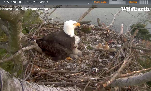 Name:  Eagle nest w. stuffed animal.jpg
Views: 2083
Size:  65.4 KB