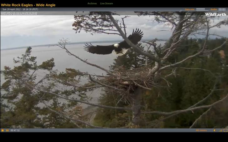 Name:  Eagle parent returning to nest.jpg
Views: 1815
Size:  49.0 KB