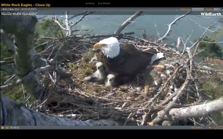 Name:  Eagles may 2.jpg
Views: 1907
Size:  60.0 KB