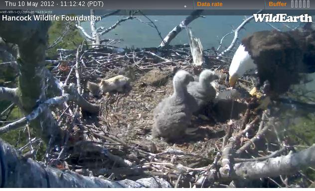 Name:  Eagle babies May 10.jpg
Views: 2754
Size:  57.2 KB