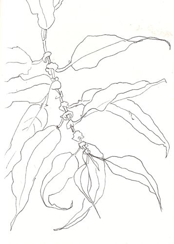 Name:  willow2.jpg
Views: 1527
Size:  26.7 KB