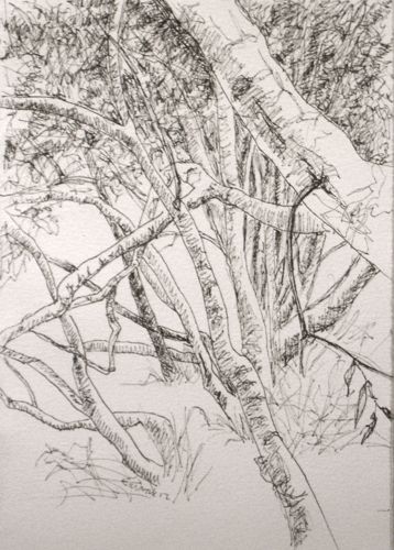 Name:  willowSketch.jpg
Views: 1536
Size:  52.1 KB