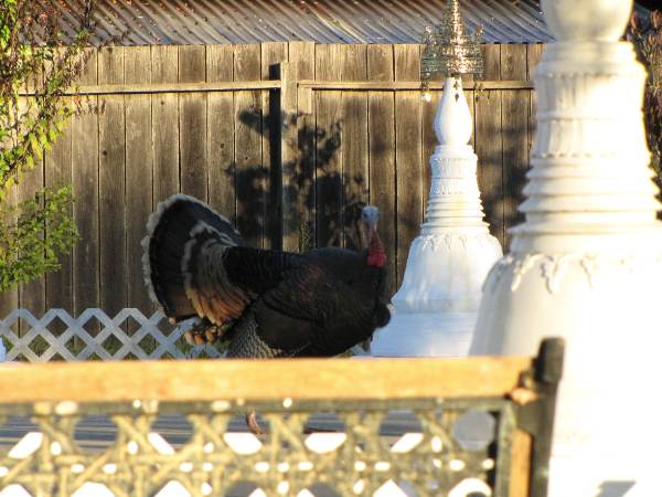 Name:  IMG_4649.jpg
Views: 809
Size:  44.1 KB