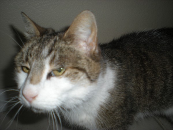Name:  Cory mother (600 x 450).jpg
Views: 143
Size:  45.4 KB