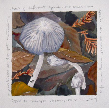Name:  mushroom1.jpg
Views: 1940
Size:  38.3 KB