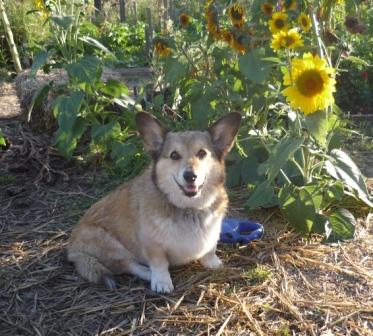 Name:  yoriwithsunflowersmall.JPG
Views: 1055
Size:  43.7 KB