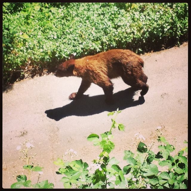 Name:  Bear on driveway closeup.jpg
Views: 5818
Size:  96.6 KB