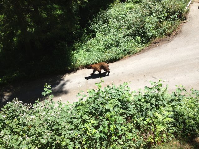Name:  Bear on driveway.jpg
Views: 6423
Size:  99.2 KB