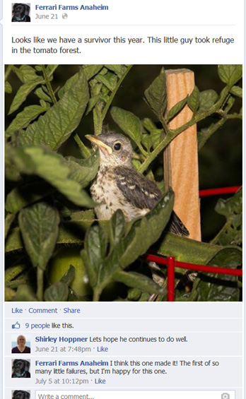 Name:  Mockingbird Survivor.jpg
Views: 2088
Size:  109.0 KB