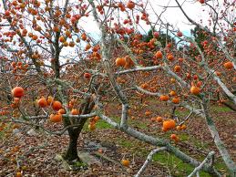 Name:  Persimmons.jpg
Views: 1067
Size:  18.7 KB