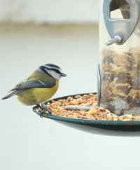 Name:  i-6c5b9bdd287a370ee994d4ebcc675c9b-birdfeed.jpg
Views: 1414
Size:  3.9 KB