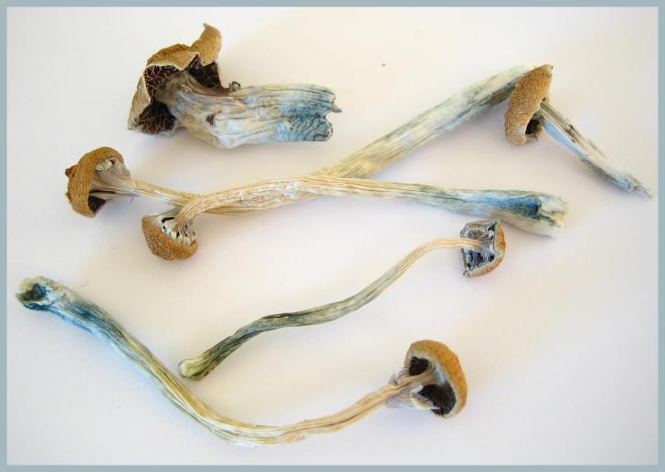 Name:  Dried_Cubensis.jpg
Views: 906
Size:  32.7 KB