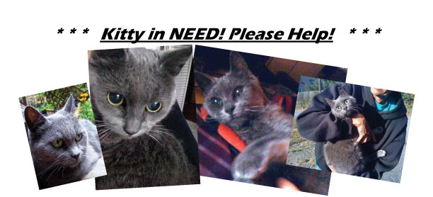 Name:  Kitty-$-Banner.jpg
Views: 1094
Size:  40.7 KB