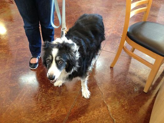 Name:  BorderCollie.jpg
Views: 960
Size:  40.6 KB