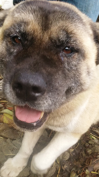Name:  Akina resized.jpg
Views: 1018
Size:  96.5 KB