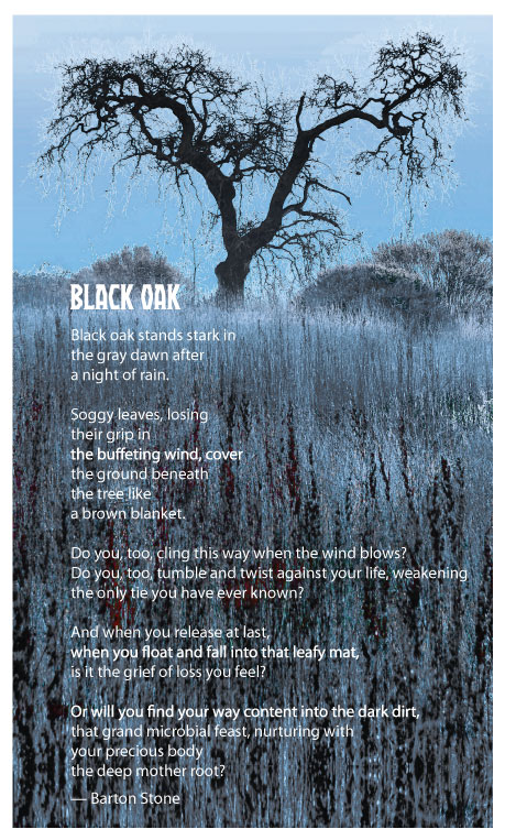 Name:  Black-Oak-Laguna.jpg
Views: 1414
Size:  149.0 KB