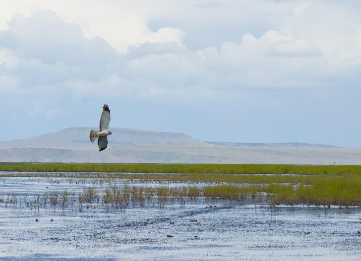 Name:  Northern Harrier in flight.jpg
Views: 1095
Size:  46.5 KB