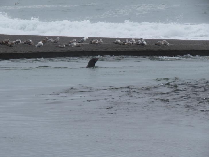 Name:  5:3:16 Sea Lion.jpg
Views: 1328
Size:  36.5 KB