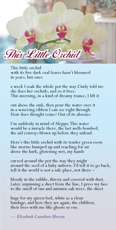 Name:  Little-Orchid-poem.jpg
Views: 1297
Size:  212.0 KB