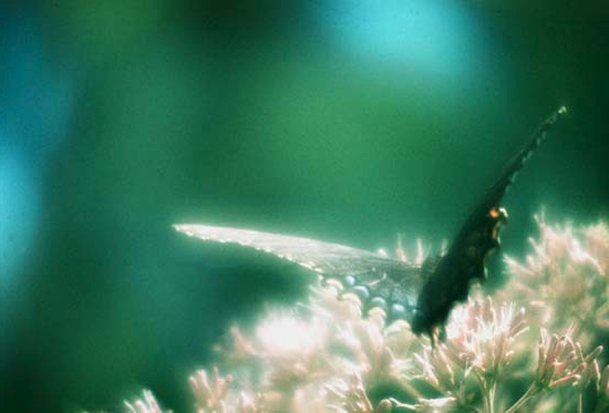 Name:  butterfly.jpg
Views: 6810
Size:  142.2 KB