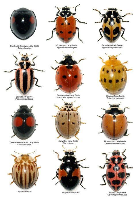 Name:  Ladybugs.jpg
Views: 1421
Size:  60.1 KB
