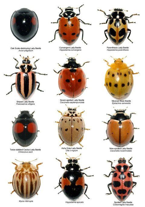 Name:  Ladybugs.jpg
Views: 1700
Size:  60.1 KB