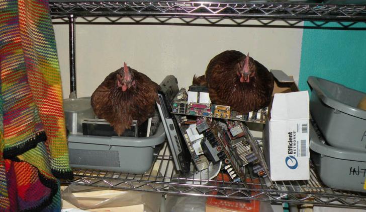 Name:  DSCN6023_Chickens_E-Cycle2--.jpg
Views: 1582
Size:  61.4 KB