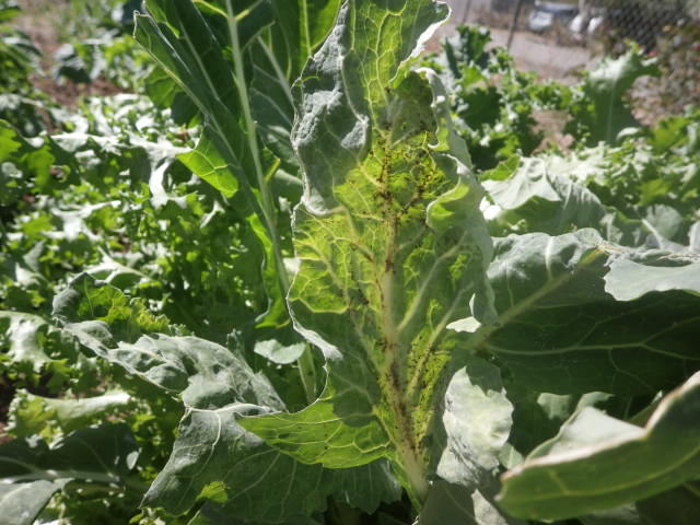 Name:  Aphids.jpg
Views: 1439
Size:  81.6 KB