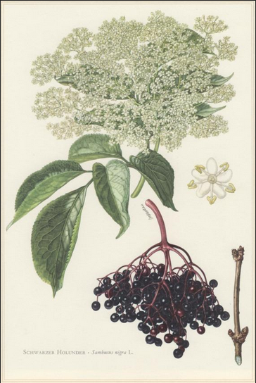 Name:  Elderberry.png
Views: 1471
Size:  351.9 KB