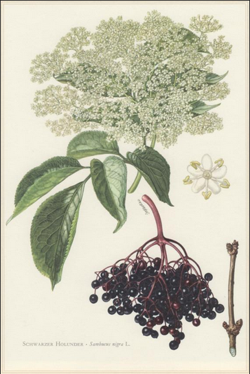 Name:  Elderberry.png
Views: 1429
Size:  351.9 KB