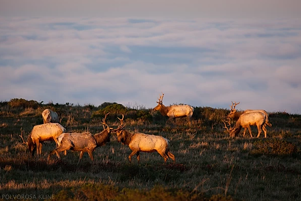 Name:  elk.png
Views: 1655
Size:  329.6 KB