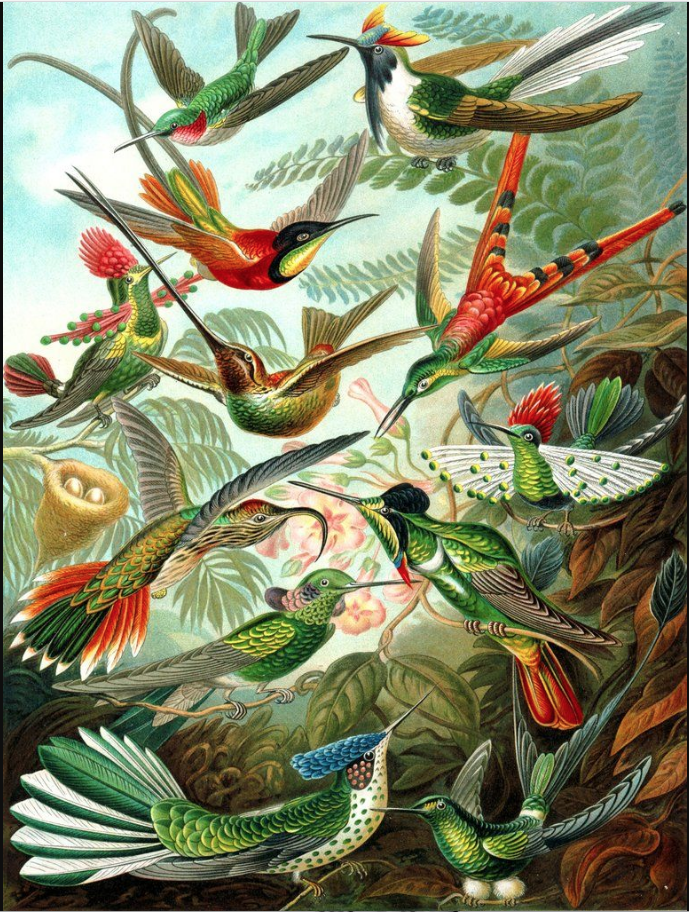 Name:  Ernst Haekel's humngbirds.png
Views: 711
Size:  1.49 MB