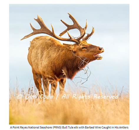 Name:  Tule Elk Jim Coda.png
Views: 855
Size:  286.1 KB