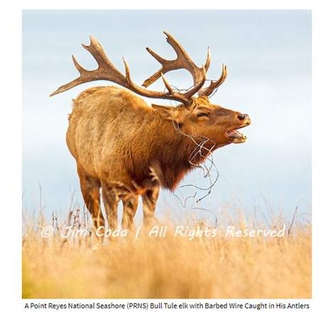 Name:  Tule Elk Jim Coda.png
Views: 2700
Size:  286.1 KB