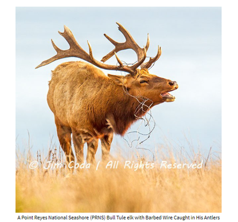 Name:  Tule Elk Jim Coda.png
Views: 2698
Size:  286.1 KB