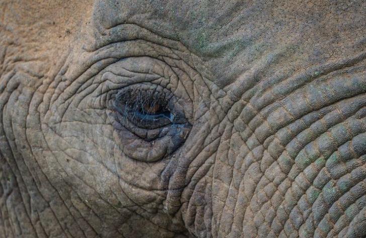 Name:  elephant-5295287__480.jpg
Views: 1281
Size:  74.2 KB