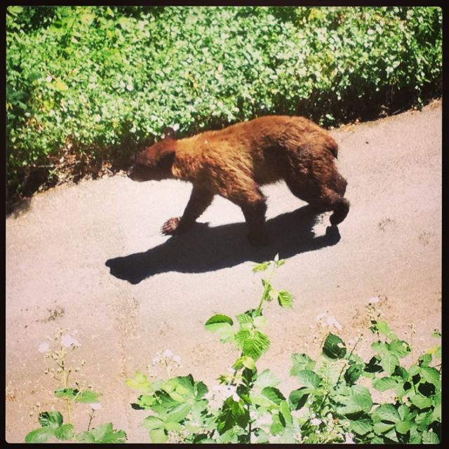 Name:  Bear on driveway closeup.jpg
Views: 5797
Size:  96.6 KB