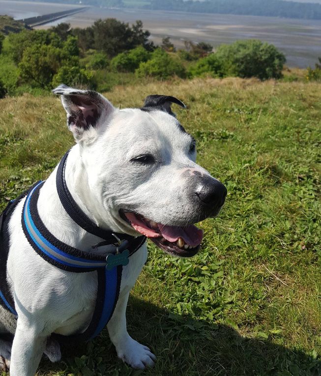 Name: BusterStaffieDogScottishField.jpg.653x0_q80_crop-smart.jpg
Views: 3870
Size: 118.7 KB