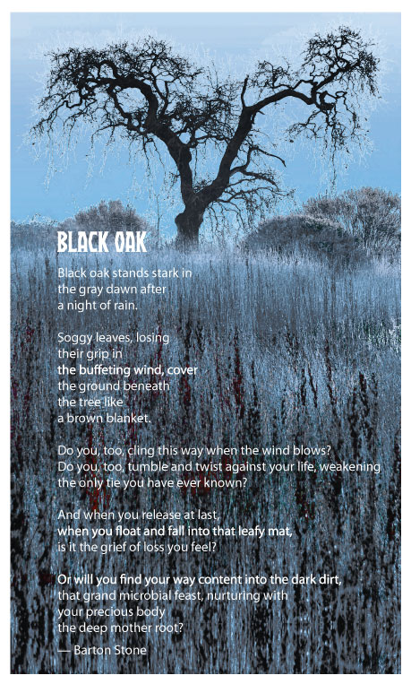 Name:  Black-Oak-Laguna.jpg
Views: 1305
Size:  149.0 KB