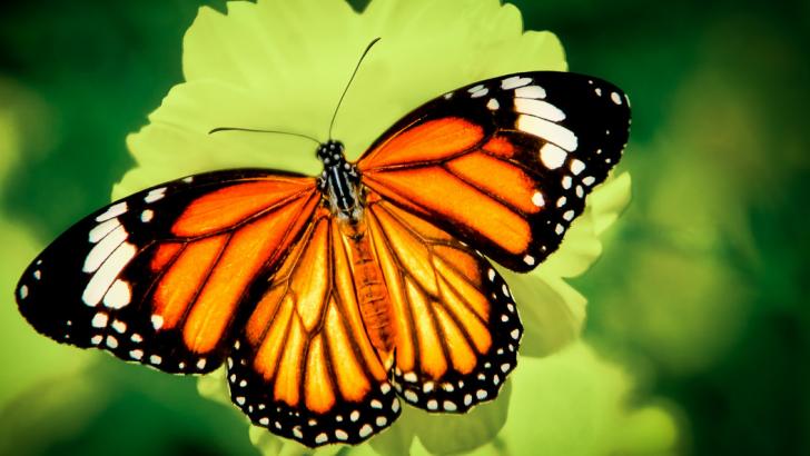 Name:  Tiger Butterfly-cropped.jpg
Views: 3338
Size:  42.6 KB