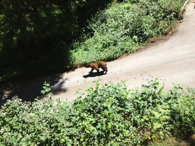 Name:  Bear on driveway.jpg
Views: 6396
Size:  99.2 KB