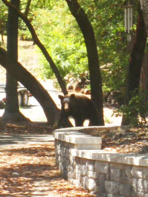 Name: its a bear july 2013c.jpg
Views: 1571
Size: 152.8 KB