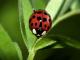 ladybug's Avatar